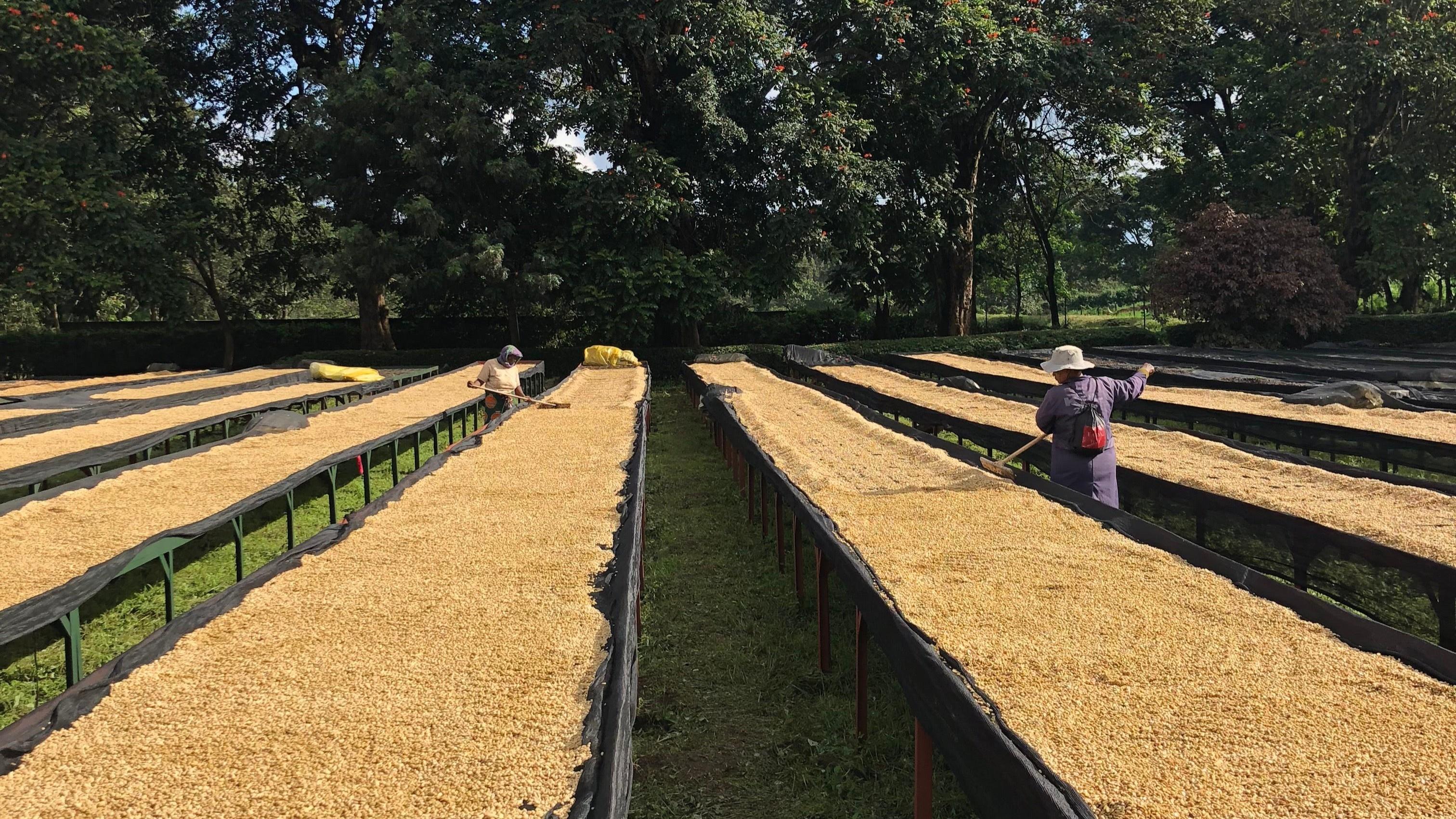 Tanzania drying